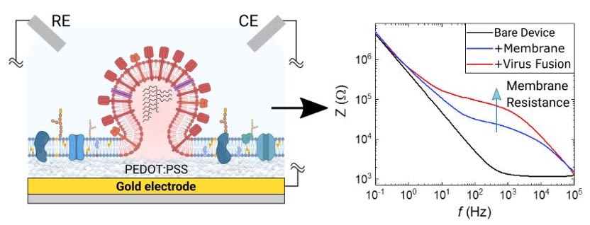 Diagrams and graphs representing research from the BioElectronic Systems Technology group