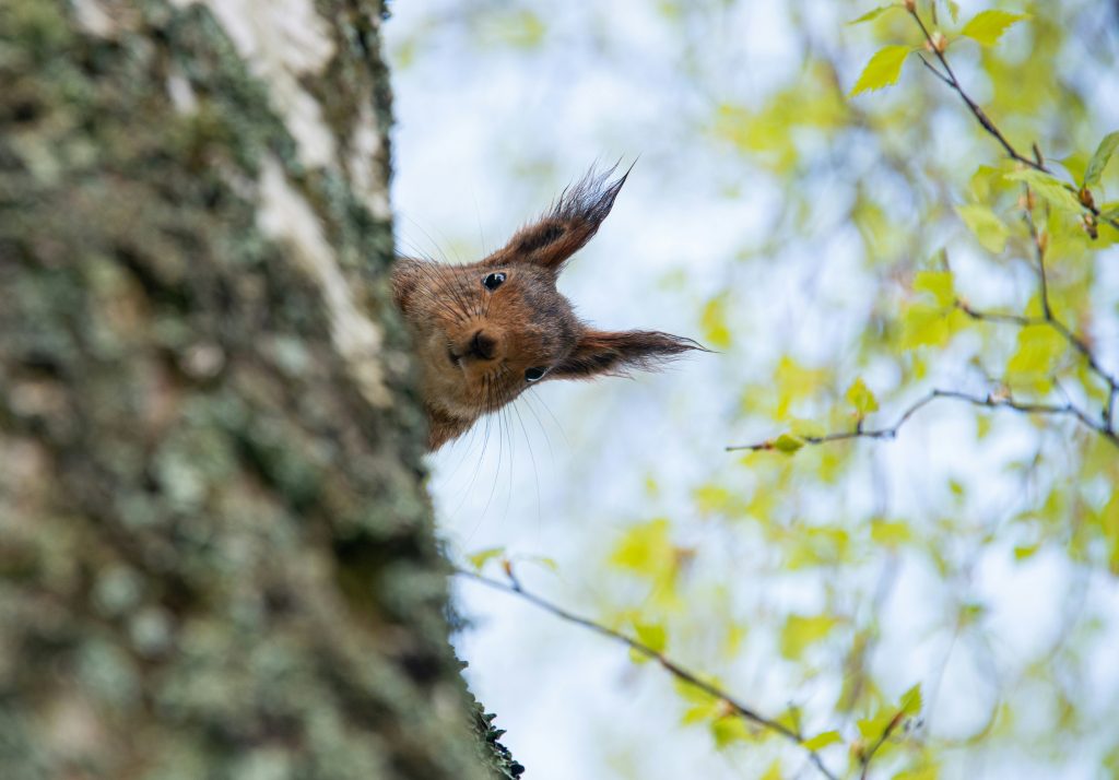Red squirrel peers curiously at camera round big tree trunk.