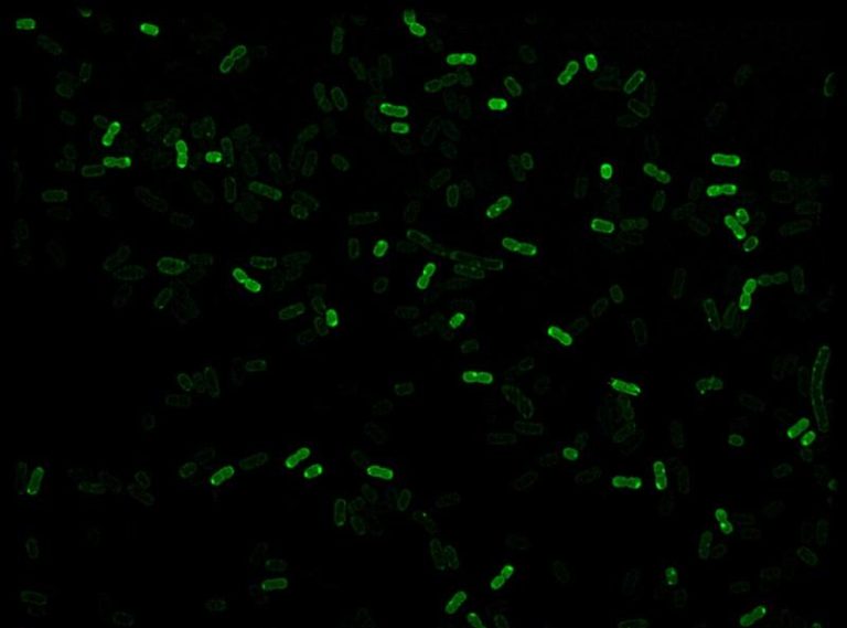 Stained flavin bacteria under a microscope
