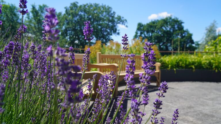 CEB patio in summer with lavender.