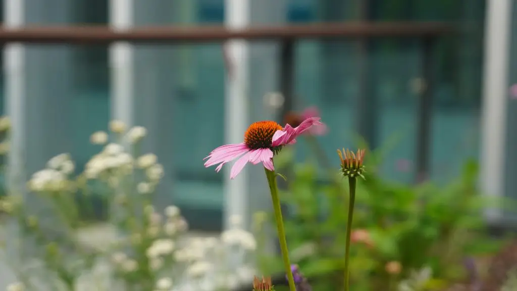 Red flower from CEB garden.